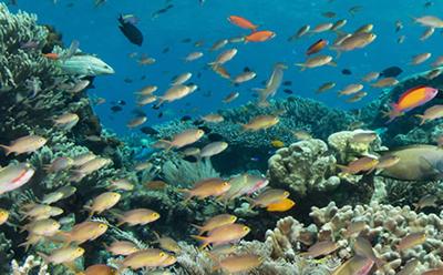 Coral reefs